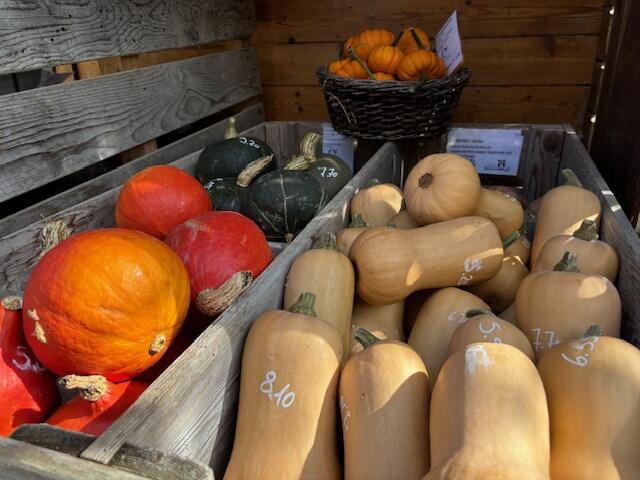 Pumpkins for sale