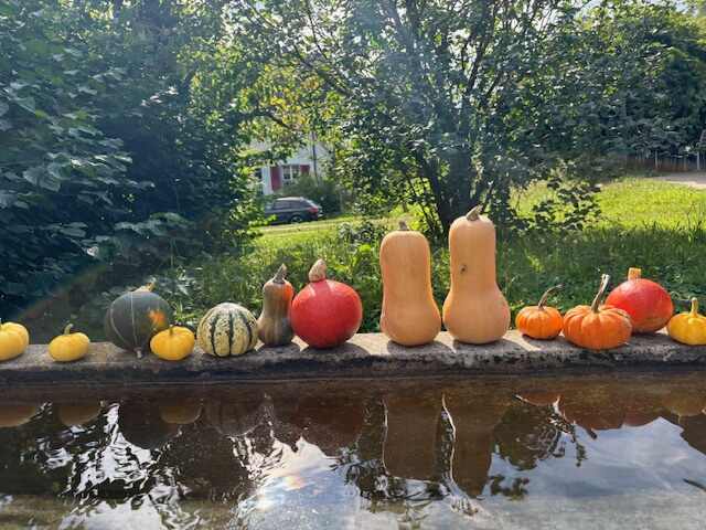 row of pumpkins